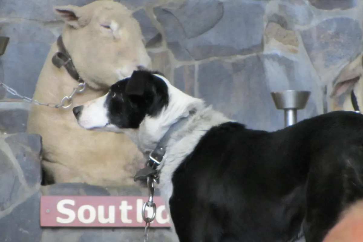 A black and white border collie leans against a sheep in front of a stone wall and a breed name board
