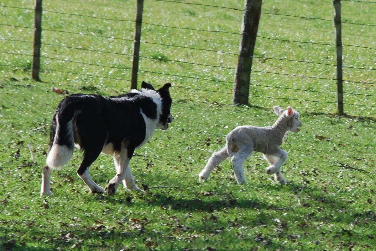 A black and white sheepdog trots across a grass paddock behind a small lamb, beside a wire fence
