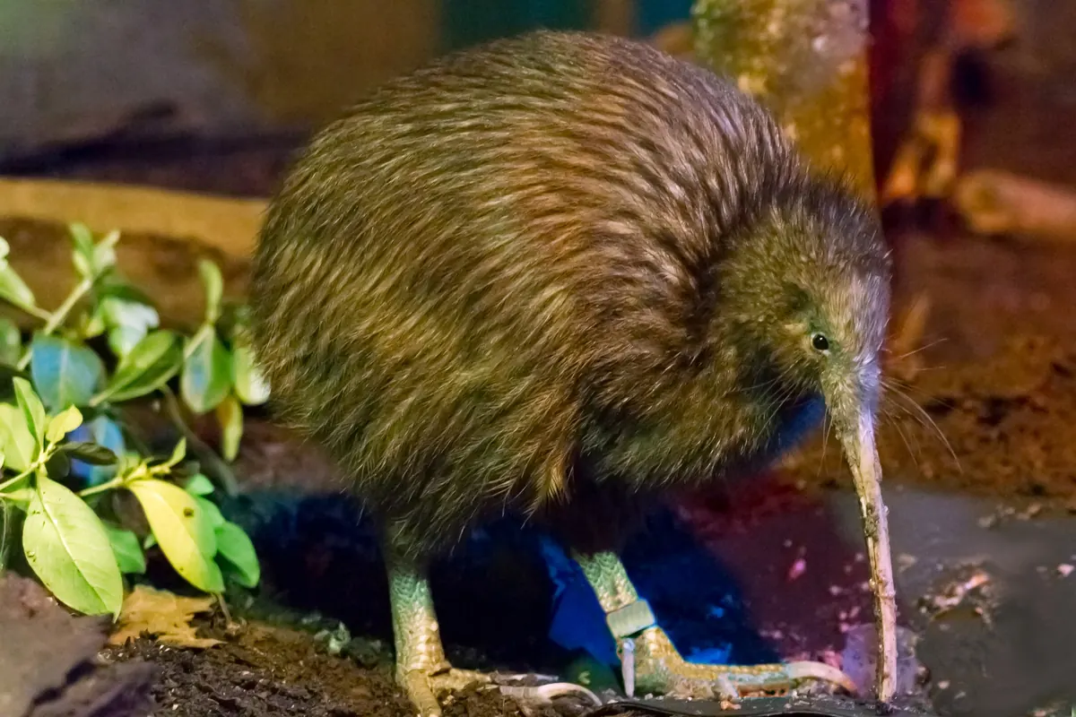 A North Island brown kiwi with streaky brown plumage and a long pale bill walks over leaf litter beside a plant