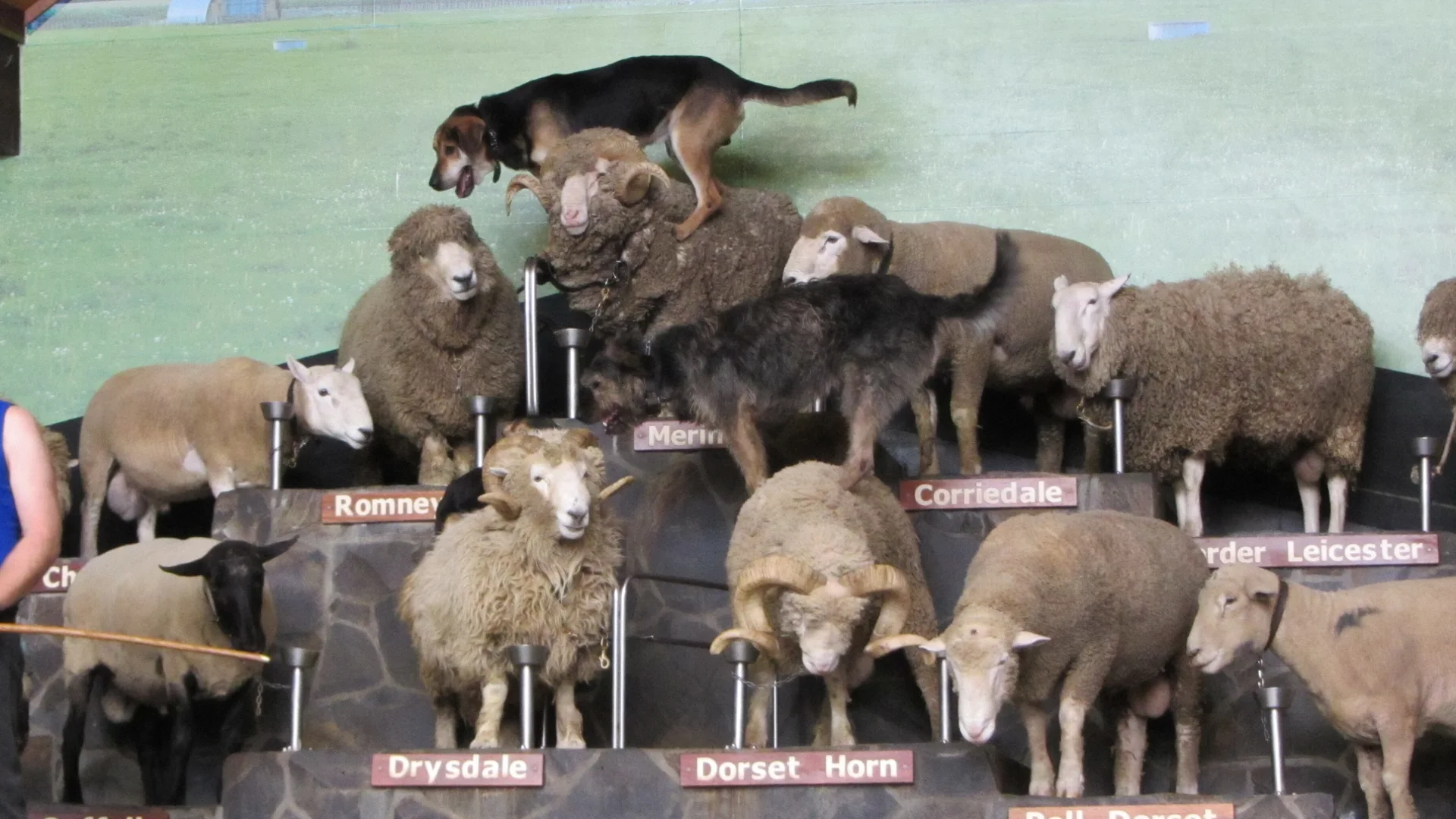 A farm dog walks across a tiered stage of sheep of many breeds, each tier labelled with a breed name board, in front of a painted pasture backdrop