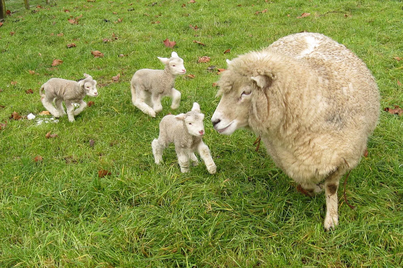 A woolly Romney ewe stands on bright green grass with three small lambs beside her on a New Zealand farm