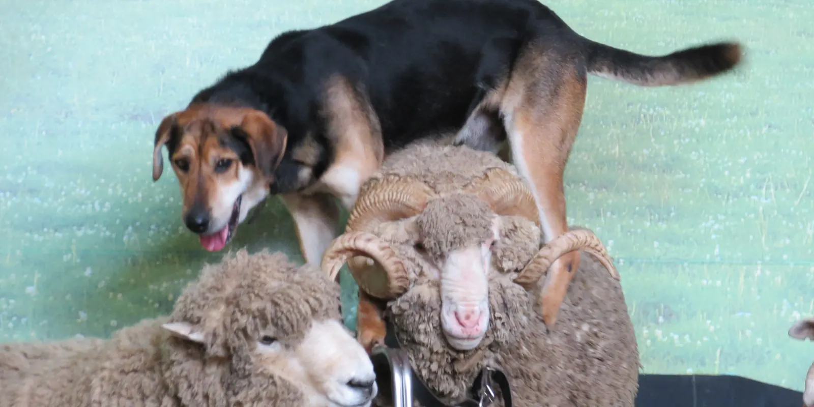 A brown and black farm dog stands on the back of a woolly ram on the farm show stage, with more sheep around it against a painted pasture backdrop