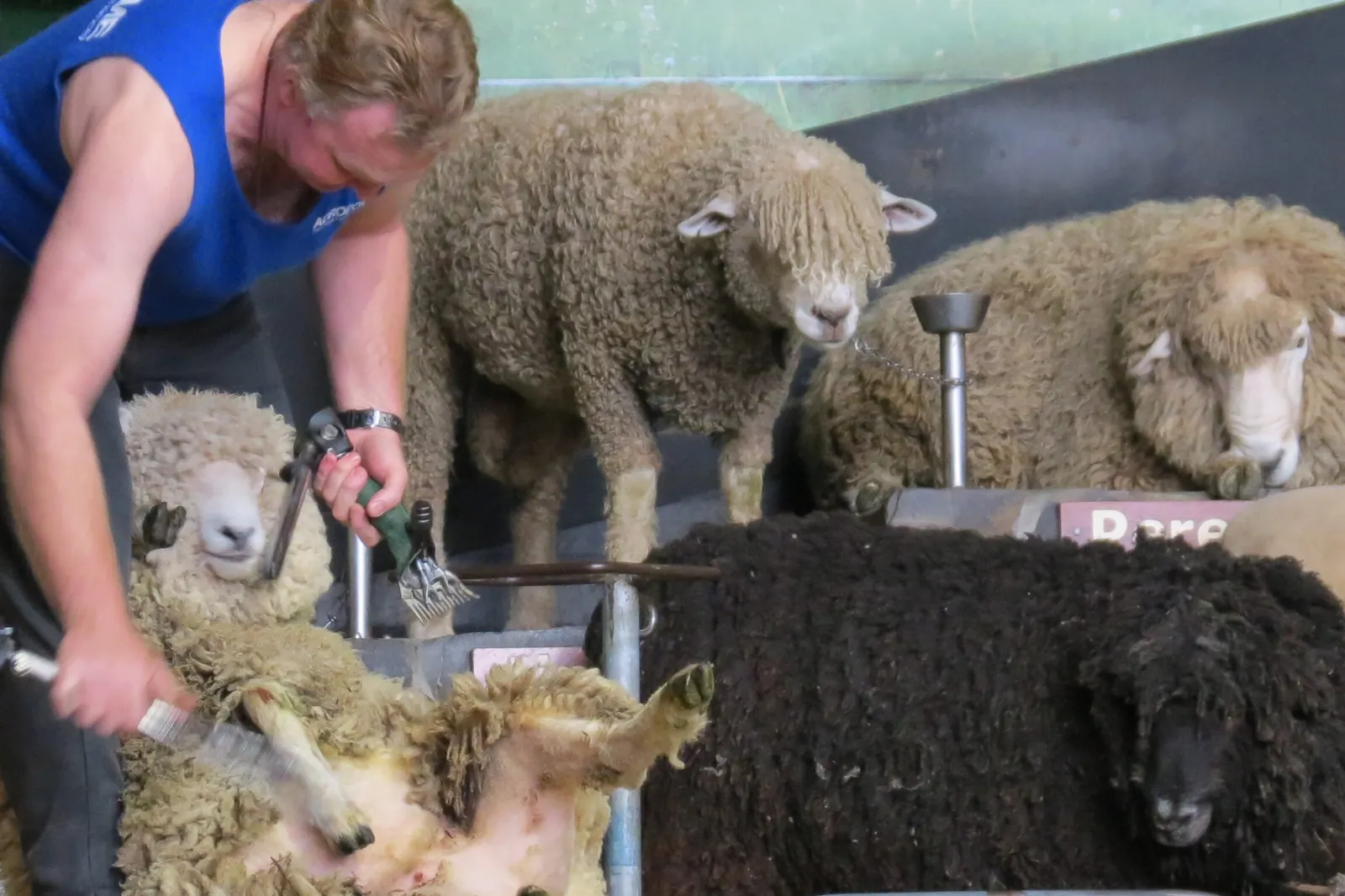 A shearer in a blue vest holds a sheep on a wooden stage while other sheep stand behind him, beside a drum with a green farm logo